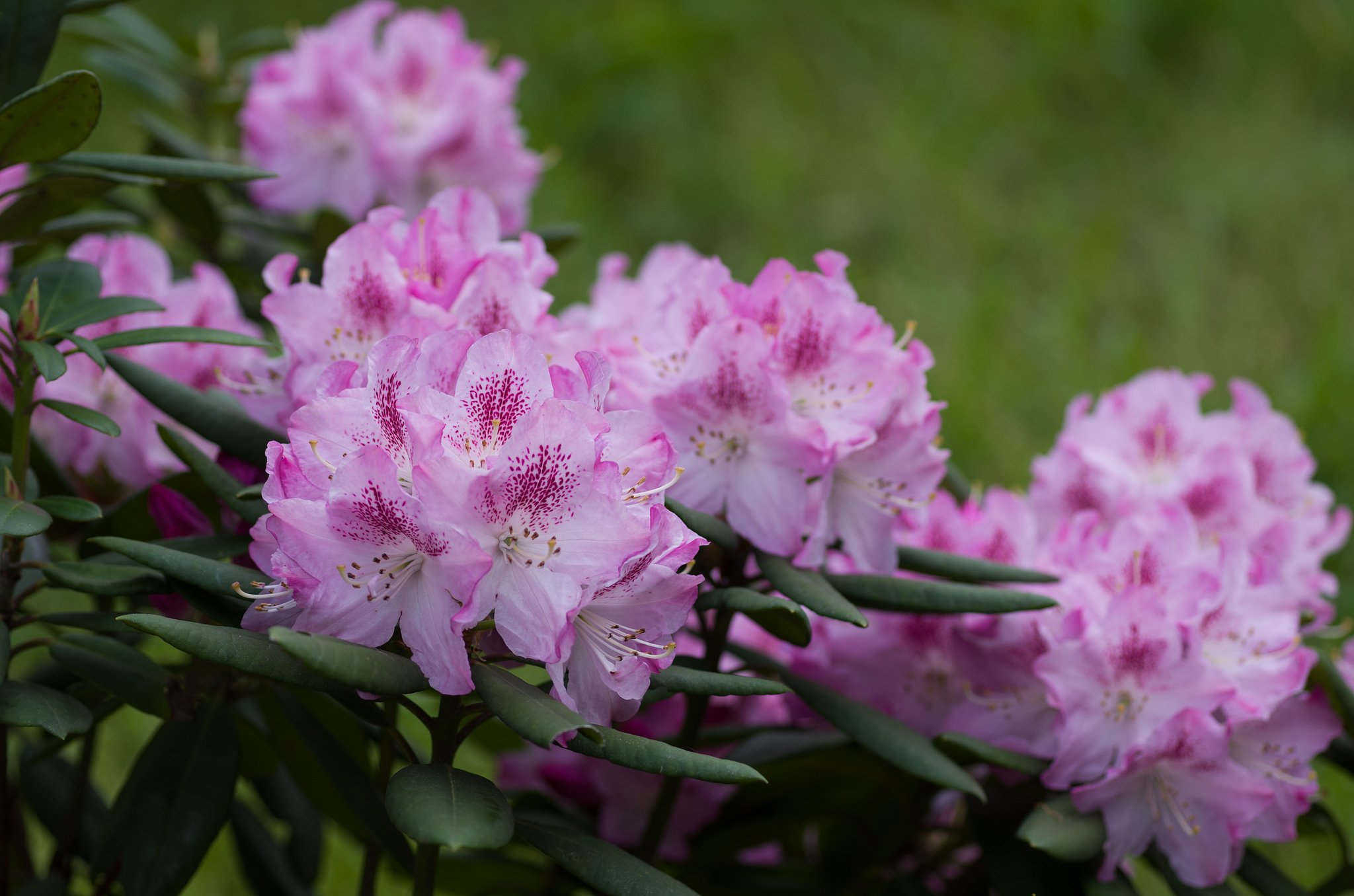 SIGMA MACRO 70mm F2.8