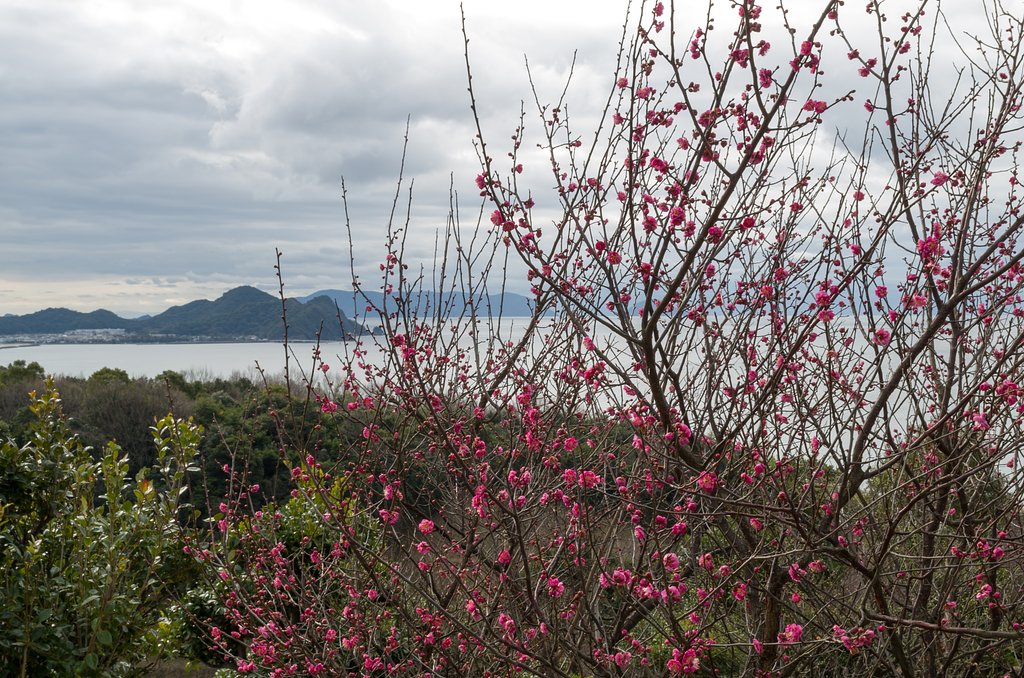 TAMRON SP AF 17-50mm F-2.8