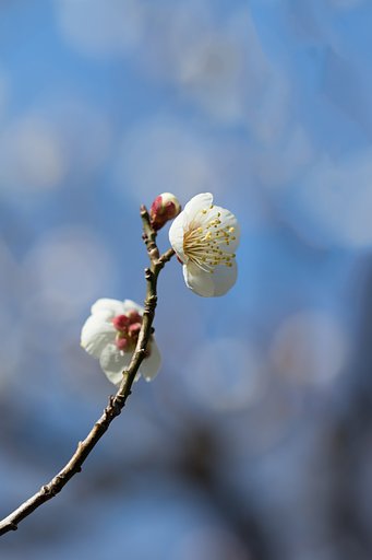 EF100mm F2.8 L IS MACRO