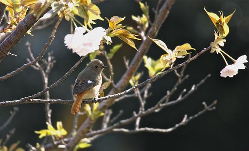 ジョウビタキ ♀
