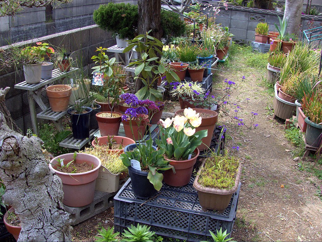 庭にランダムにおいてる花　１