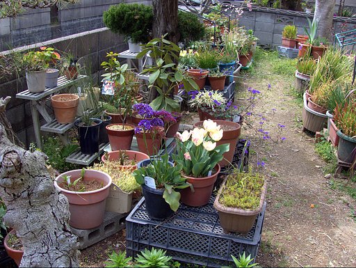 庭にランダムにおいてる花　１