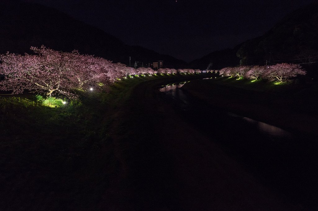 夜桜全景