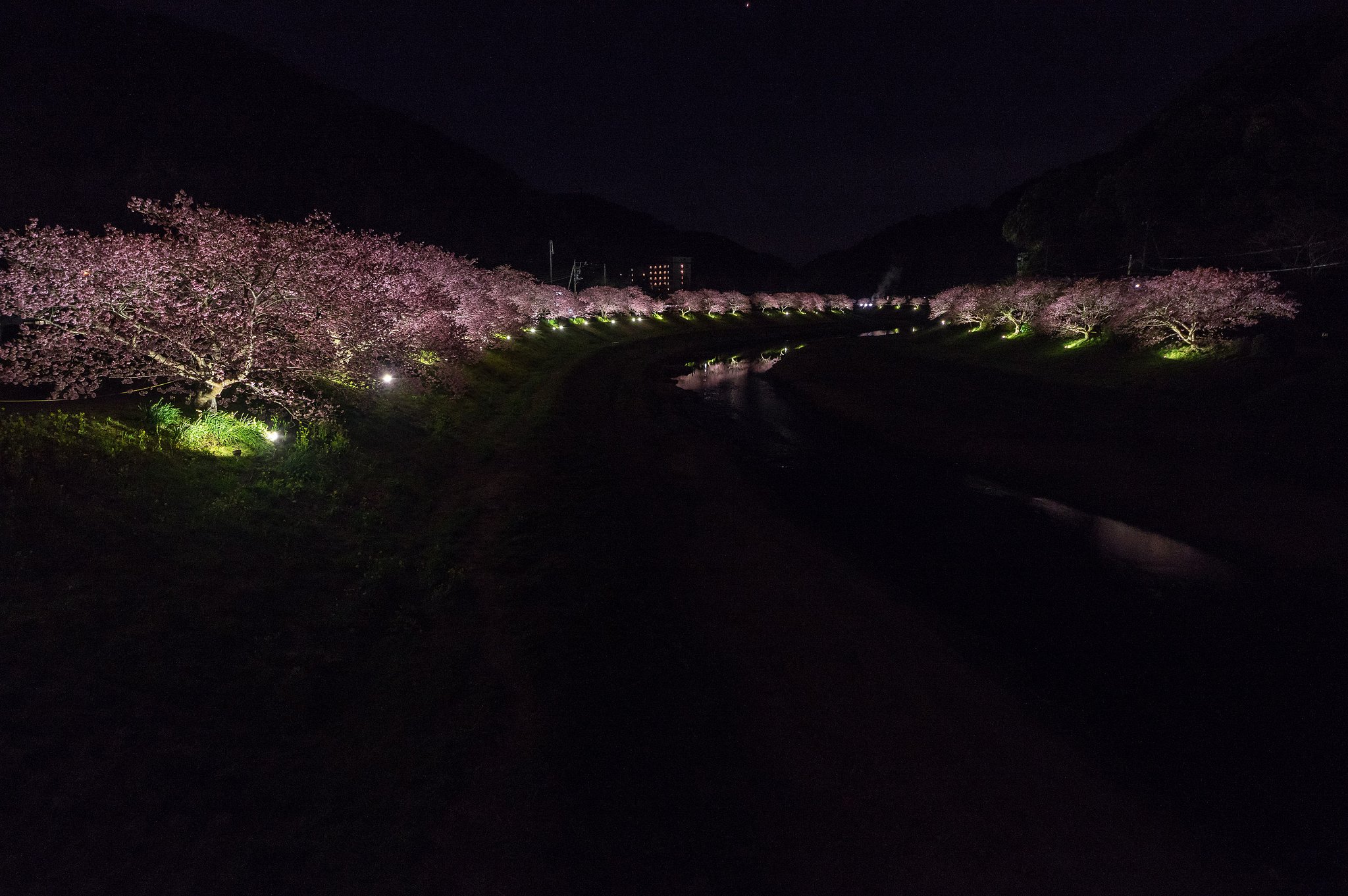 夜桜全景