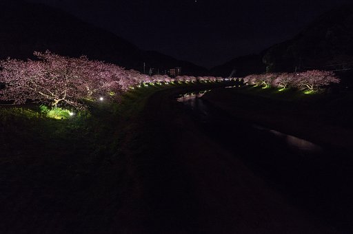 夜桜全景