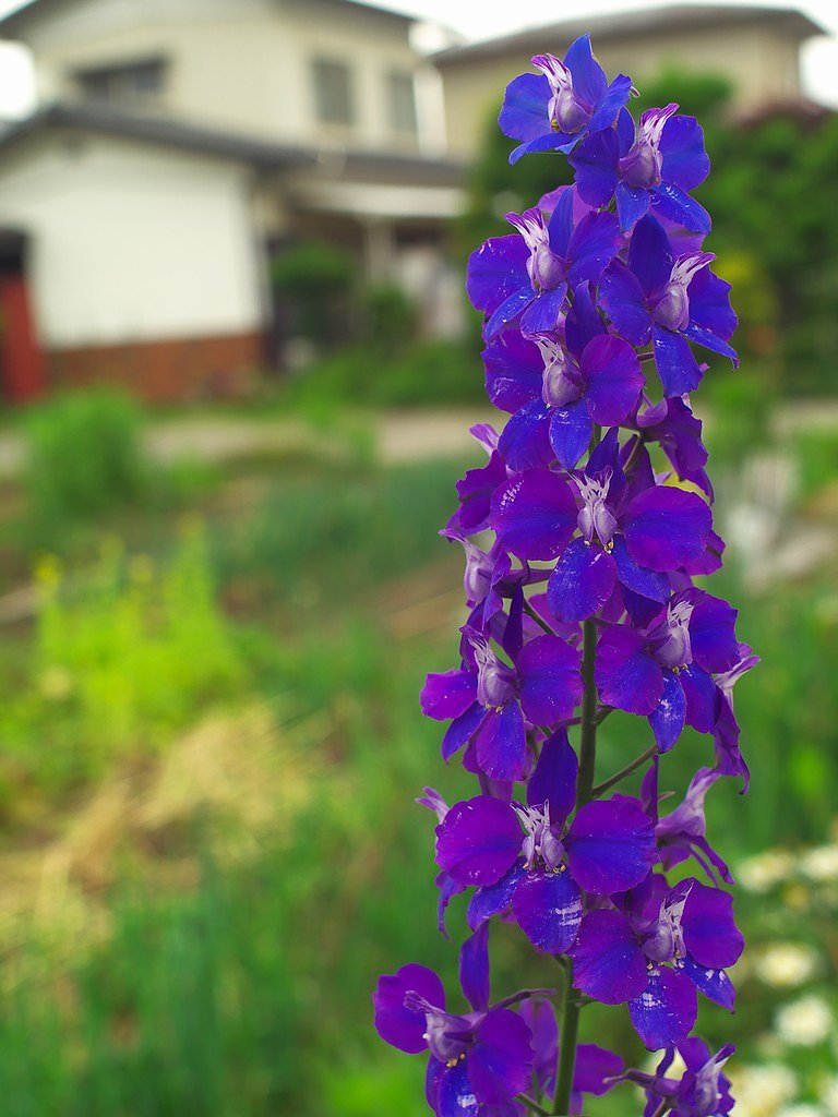 何の花でしょう？(その2)^^;