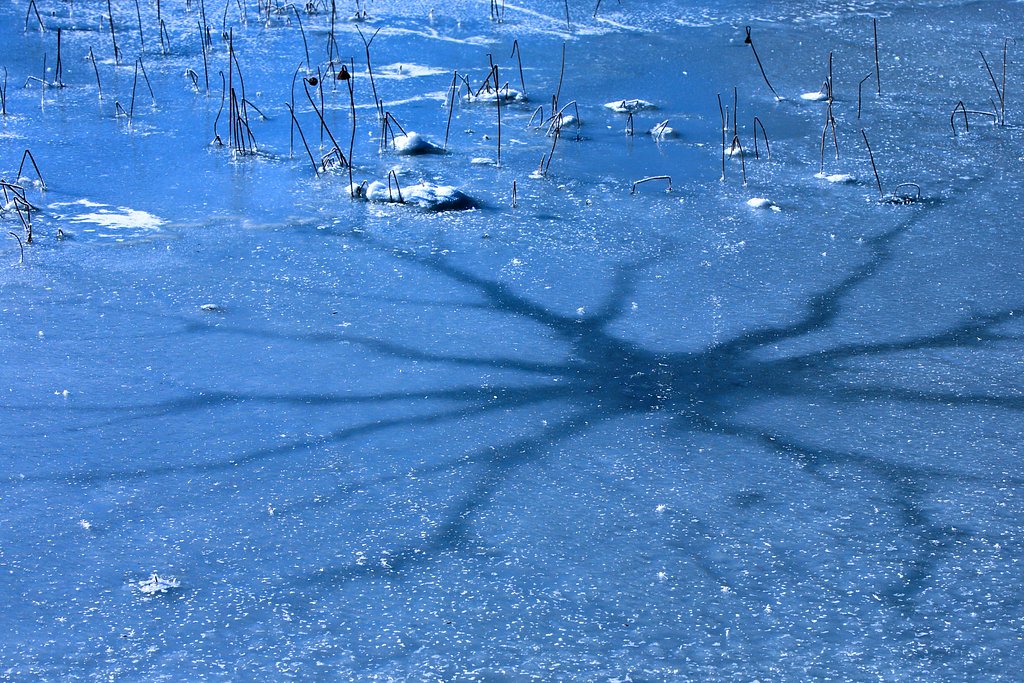 ハス池の模様