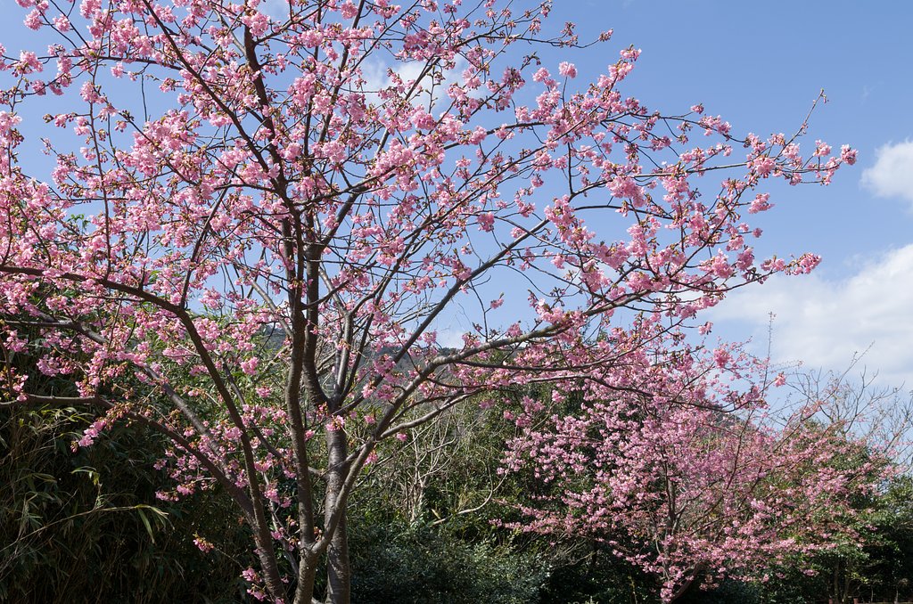 SIGMA 17-70mm F2.8-4 DC MACRO