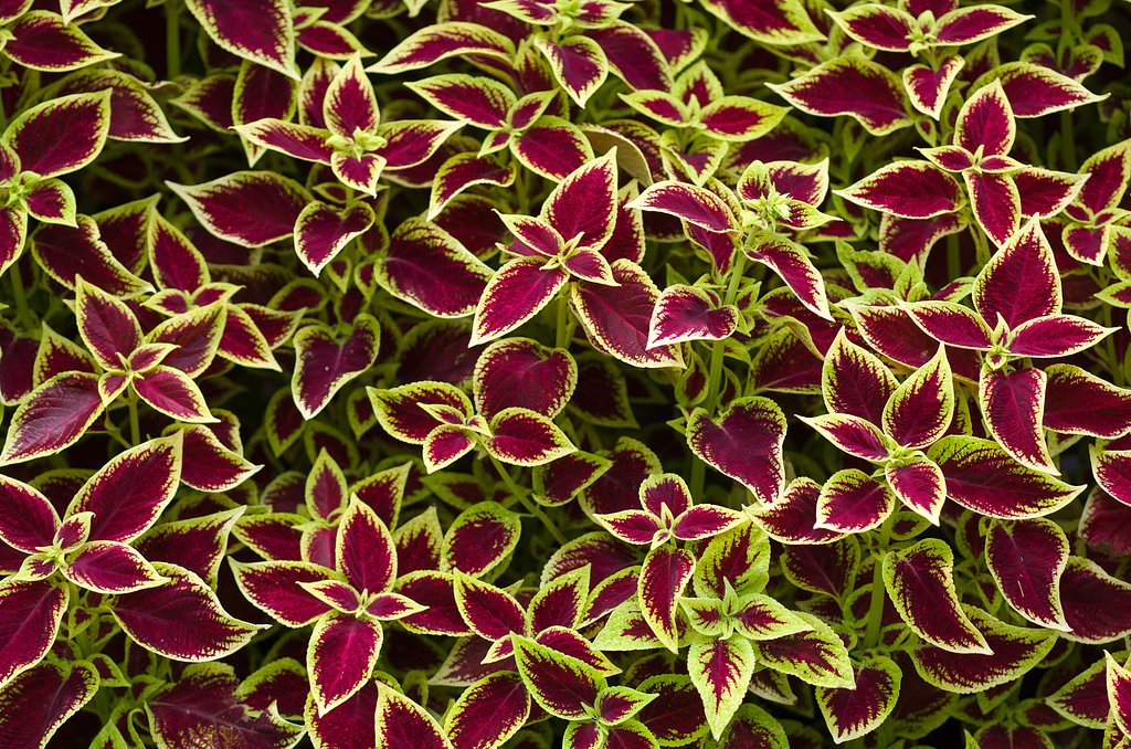 SIGMA MACRO 70mm F2.8