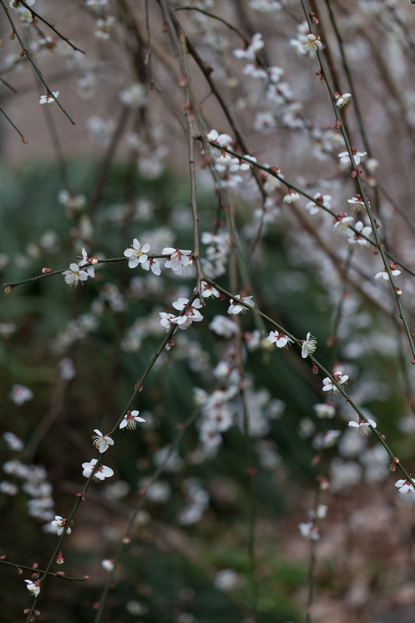 EF100mm F2.8 L IS MACRO