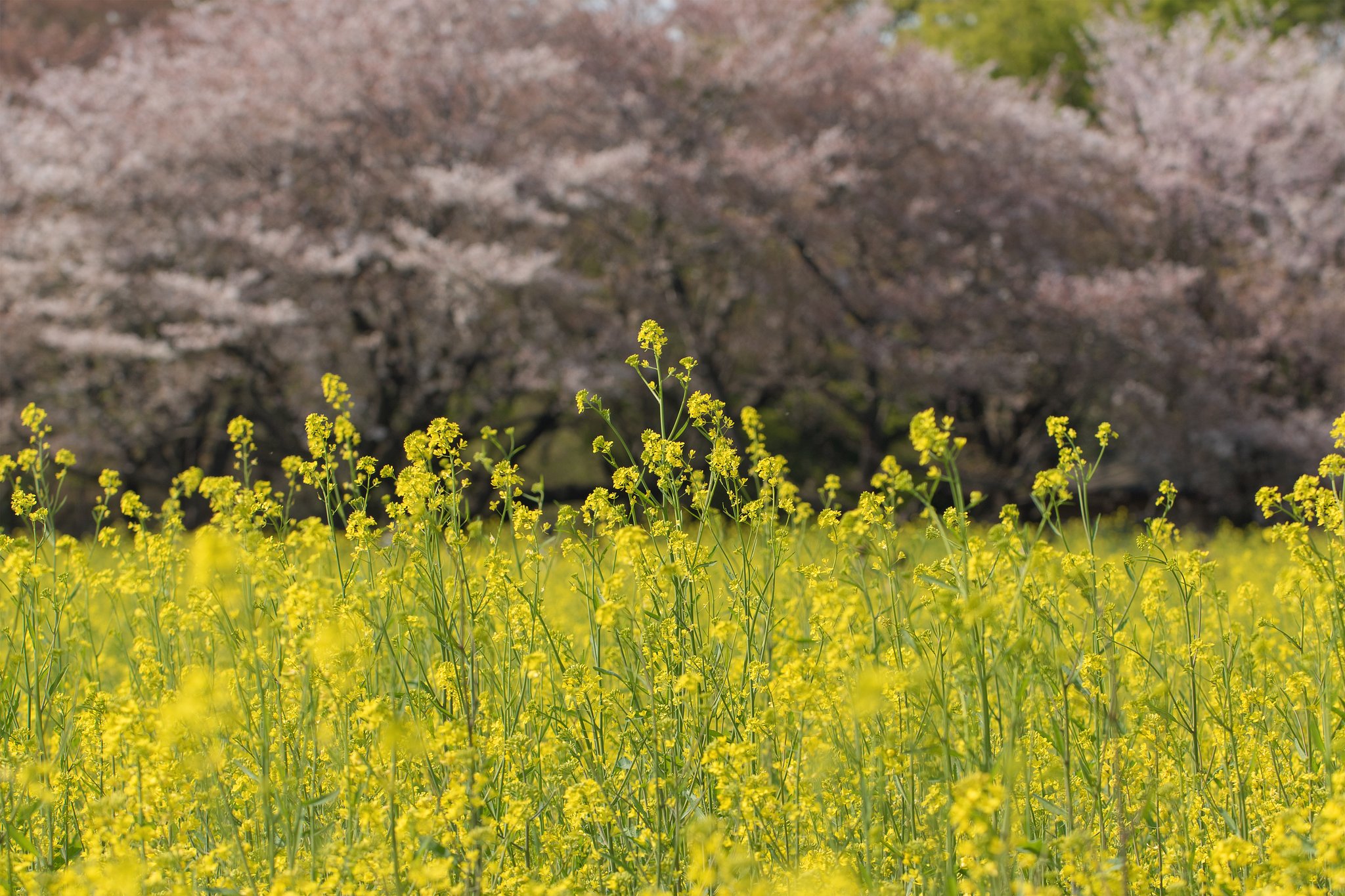 EF100mm F2.8 L MACRO IS