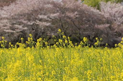 EF100mm F2.8 L MACRO IS