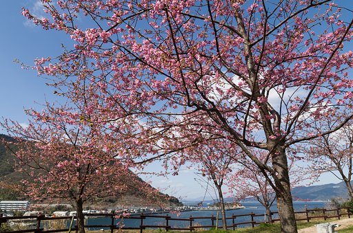 海と桜