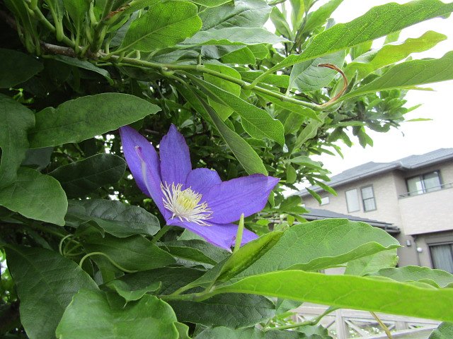 可愛い紫の花が見つかりました