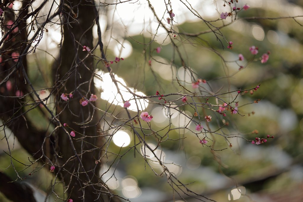 幾何学模様の「早春賦」
