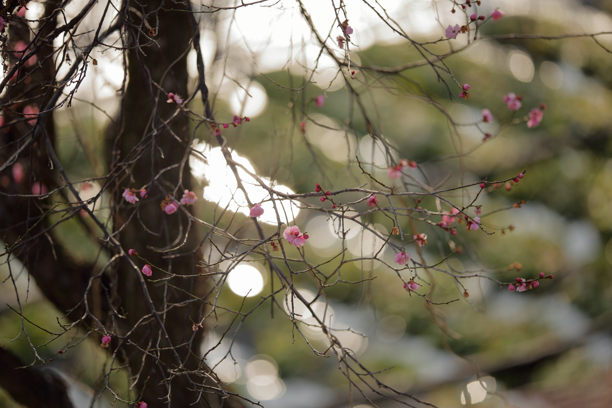 幾何学模様の「早春賦」
