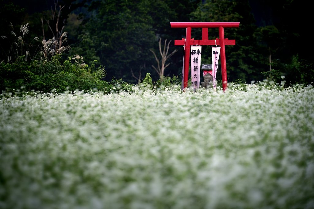 蕎麦の花満開