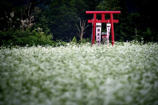 蕎麦の花満開