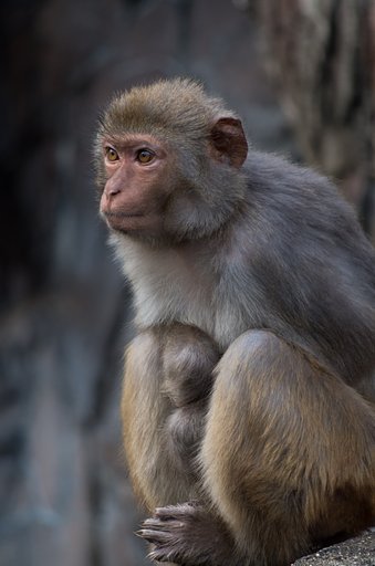 PENTAX-DA 55-300mm F4-5.8ED 