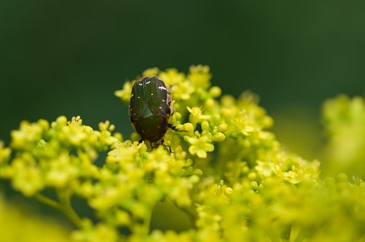 SIGMA MACRO 70mm F2.8