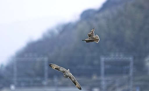 コミミズク