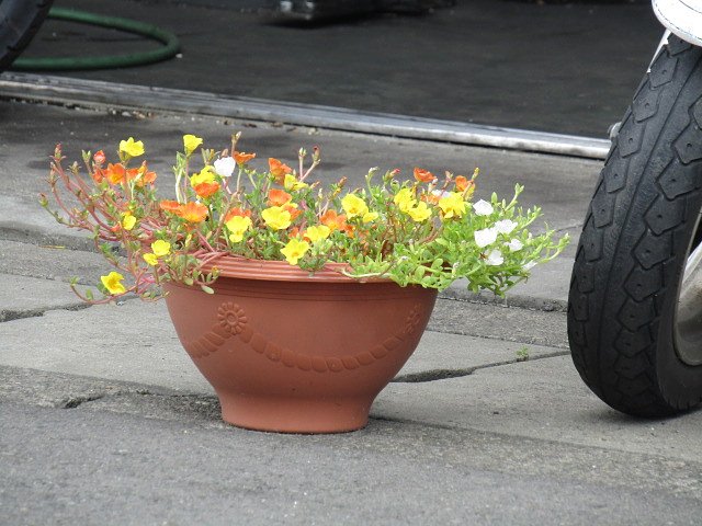 地味な花に癒されてください