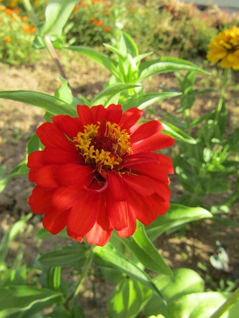 赤い花が咲いています