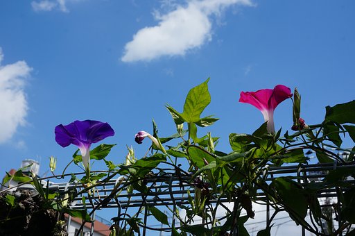 【天】朝顔