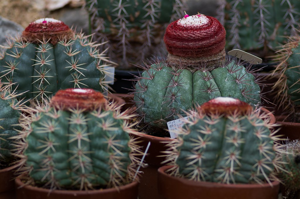 紅藤雲