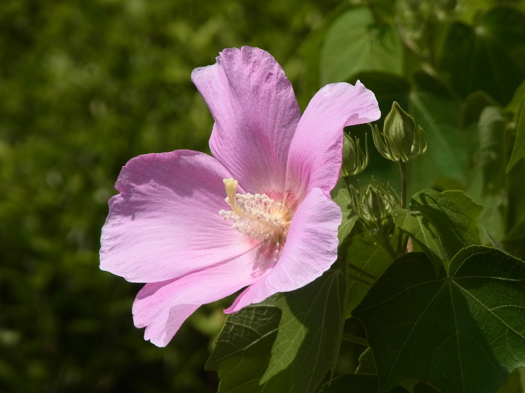 芙蓉