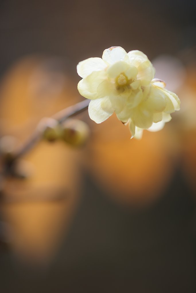 コシナツァイスMP100mmF2.8