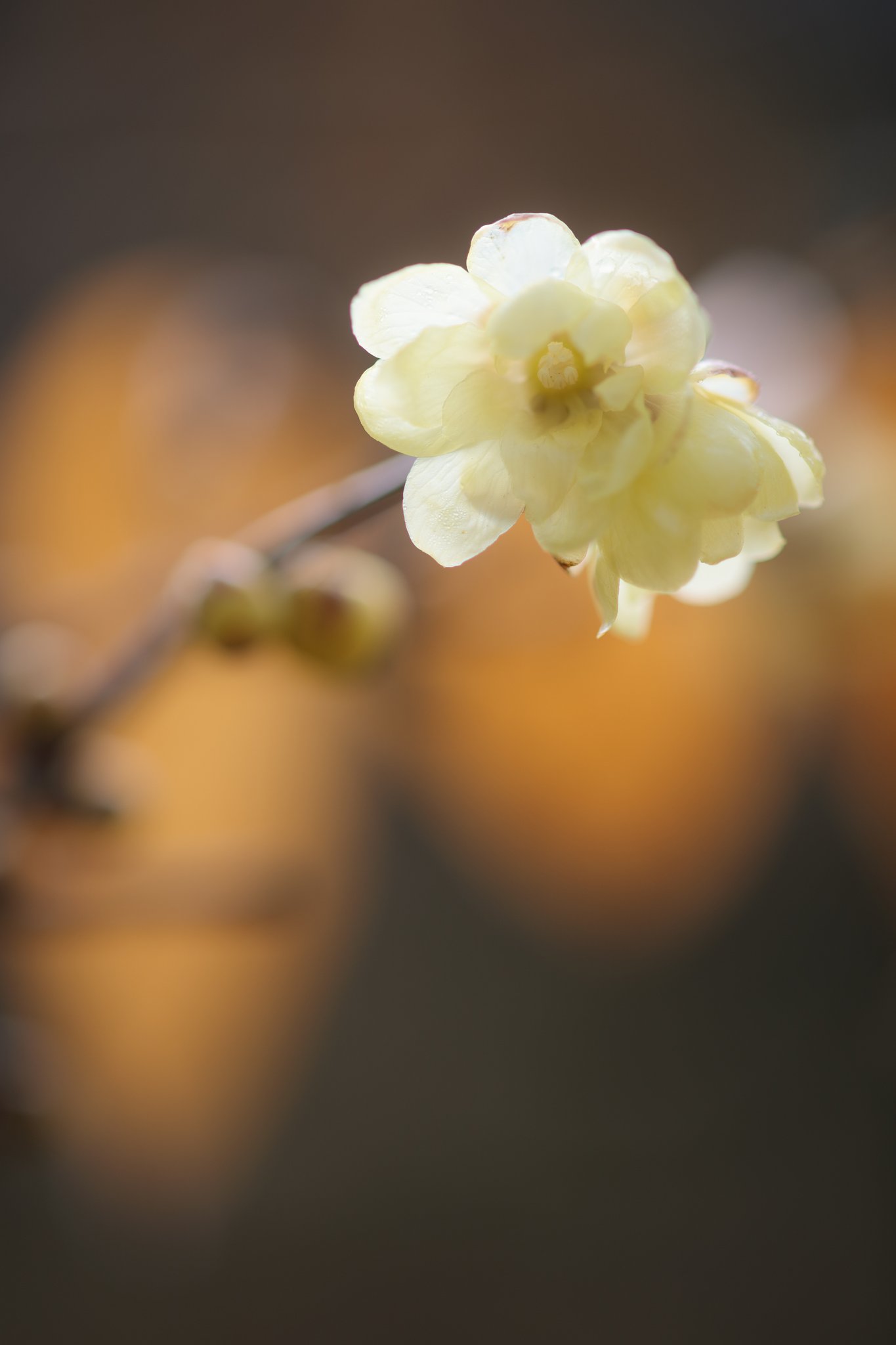 コシナツァイスMP100mmF2.8