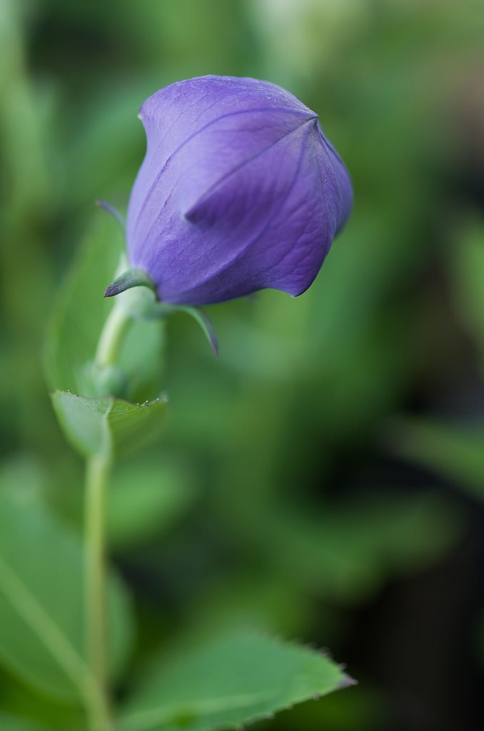 SIGMA MACRO 70mm F2.8