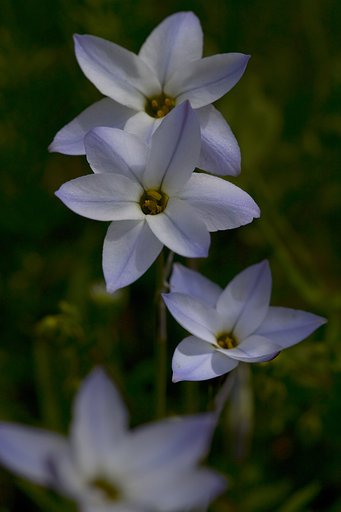 この花の名前ご存知の方いますか？