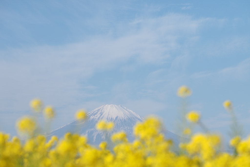 春を先取り