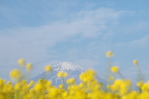 春を先取り