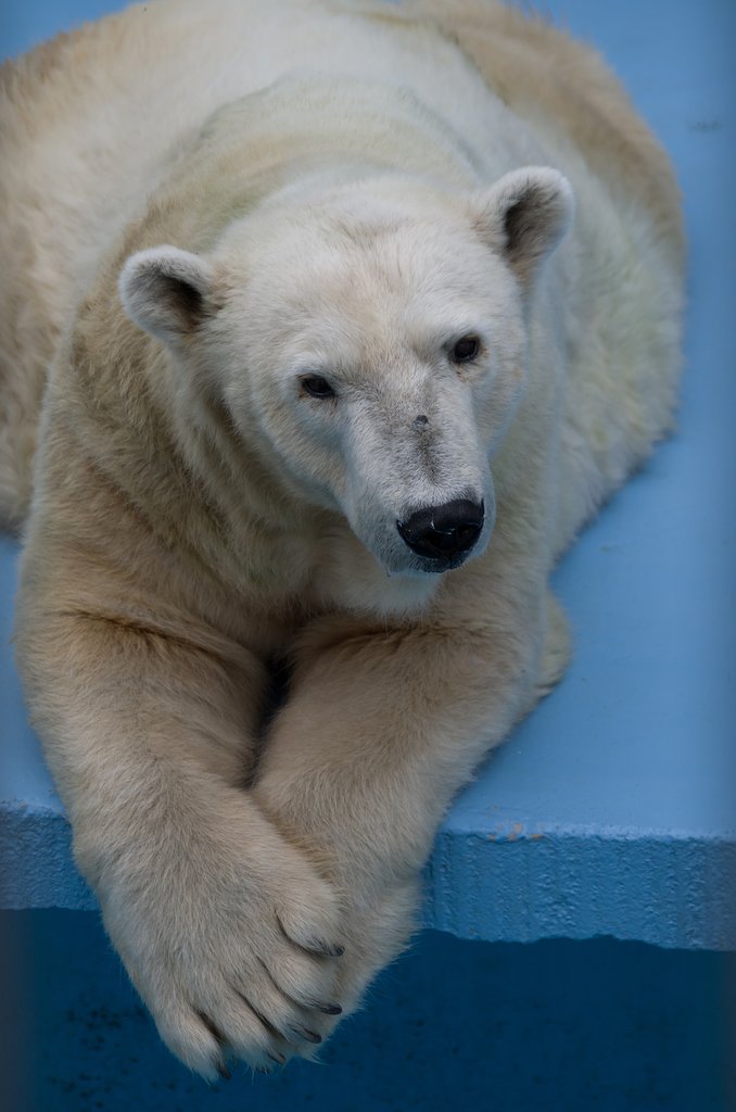 動物園