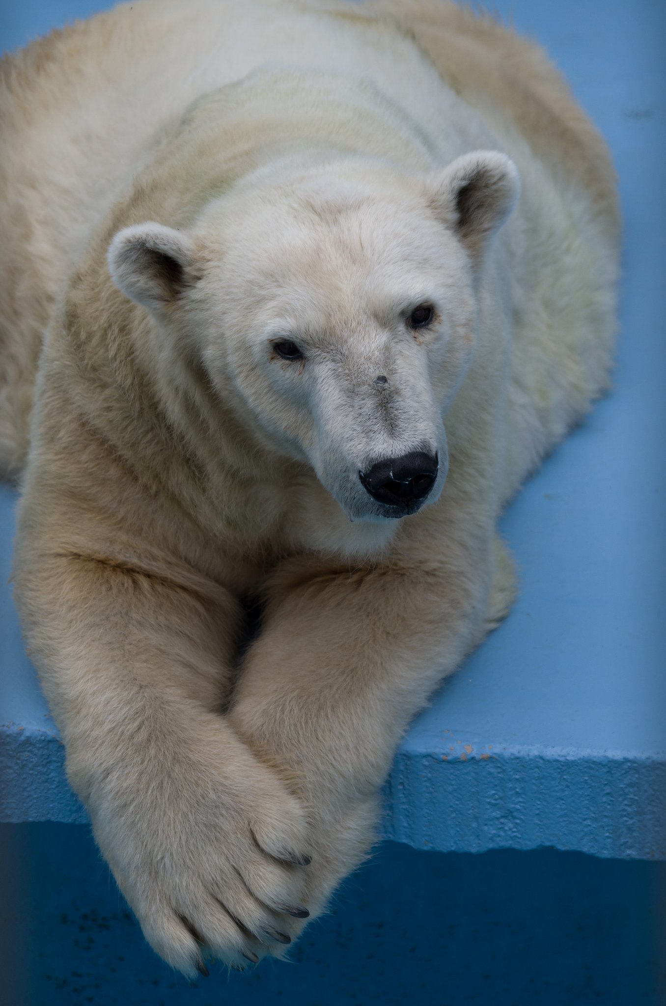 動物園
