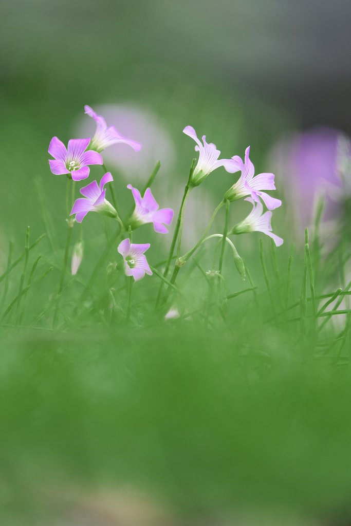 fuji XF55-200