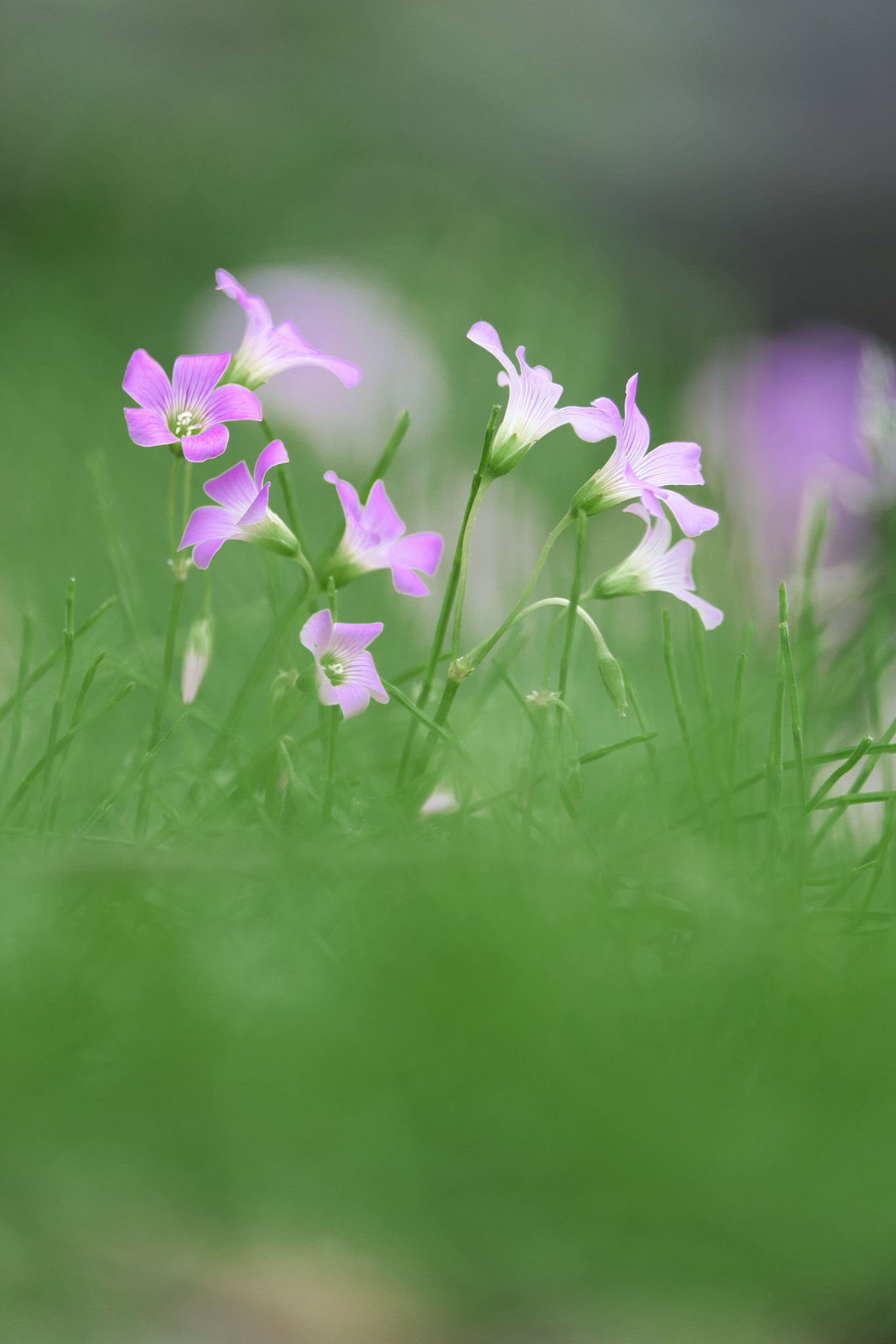 fuji XF55-200
