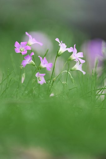 fuji XF55-200