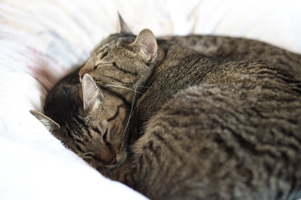 Fuji XF56　1.2