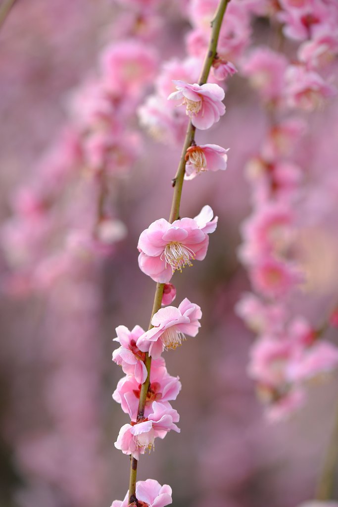 Fuji XF50-140