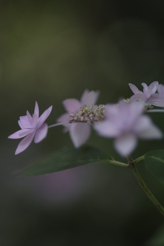 ミノルタα100mmF2.8 