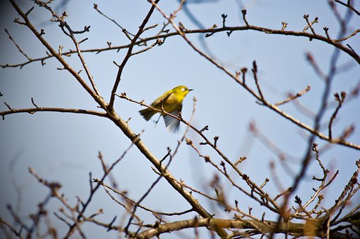 【動感】 ちょこまかちょこまか