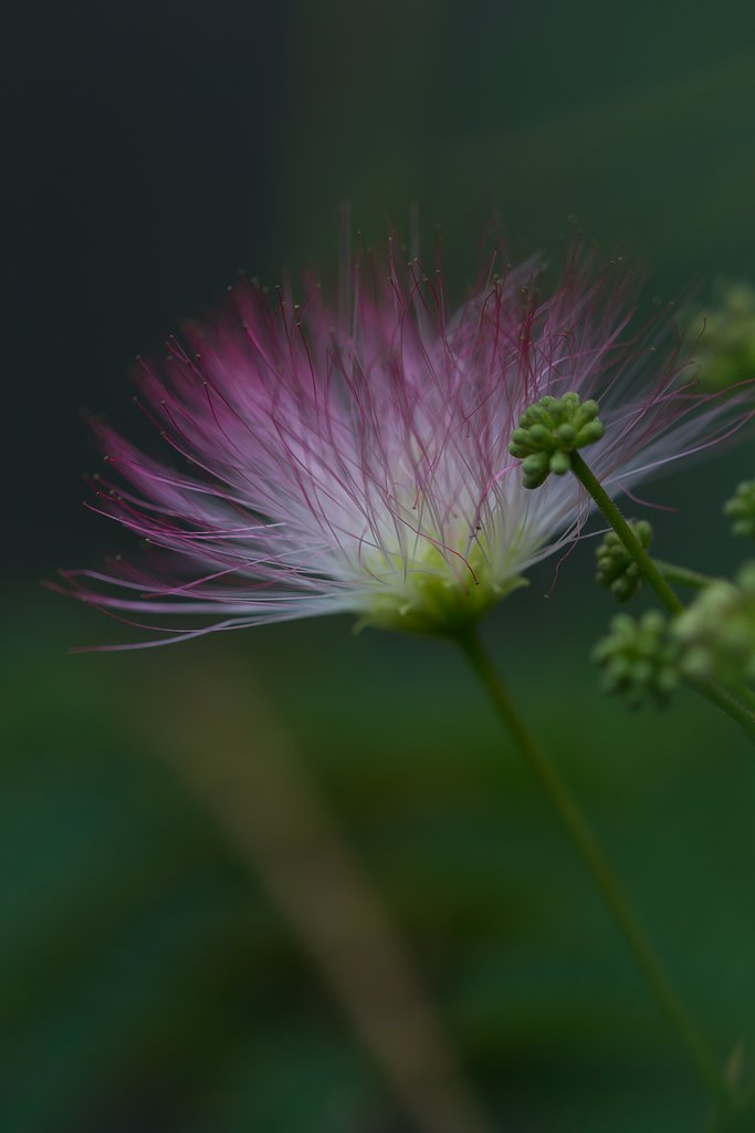 EF180mm F3.5 L MACRO