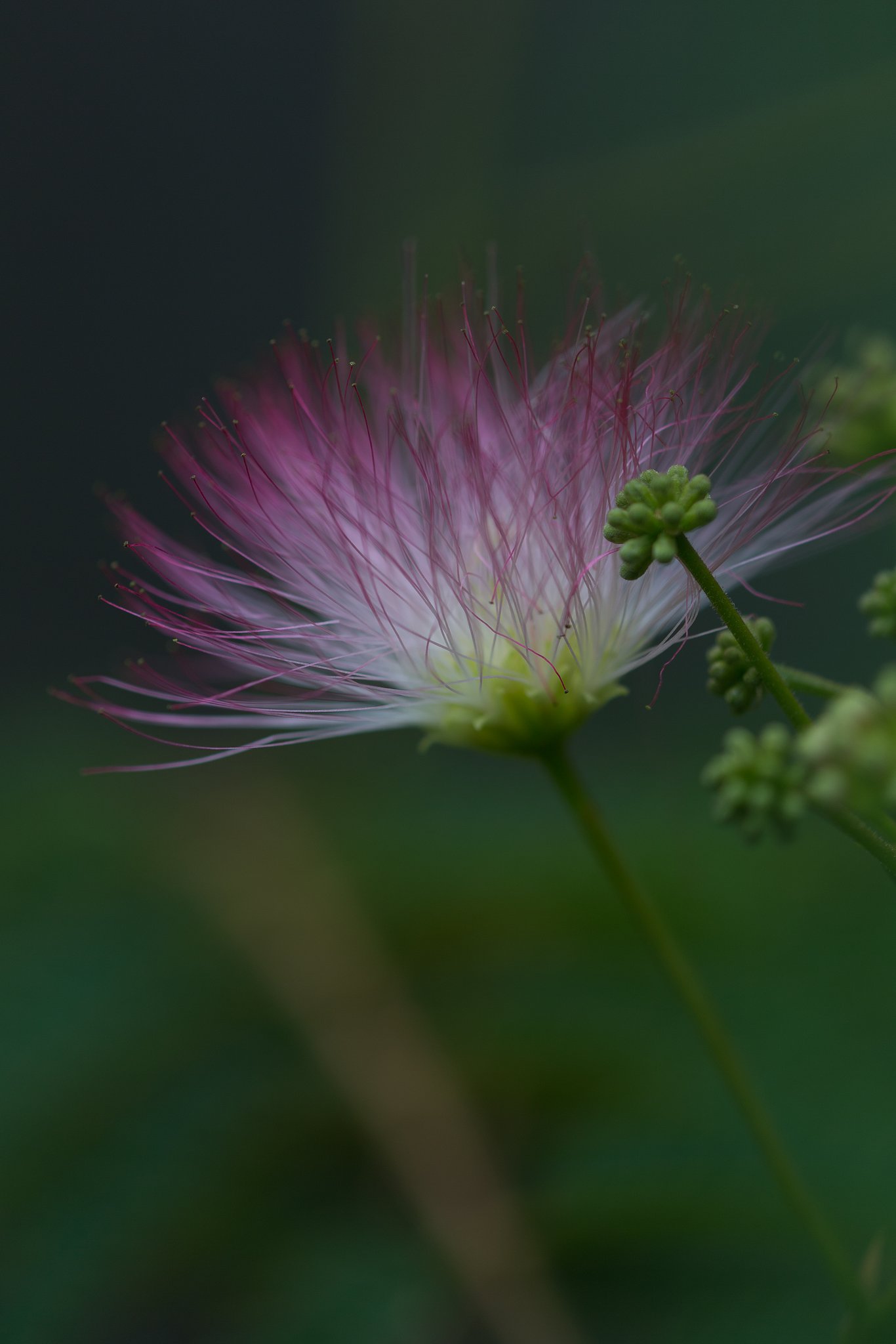 EF180mm F3.5 L MACRO