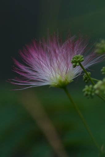 EF180mm F3.5 L MACRO