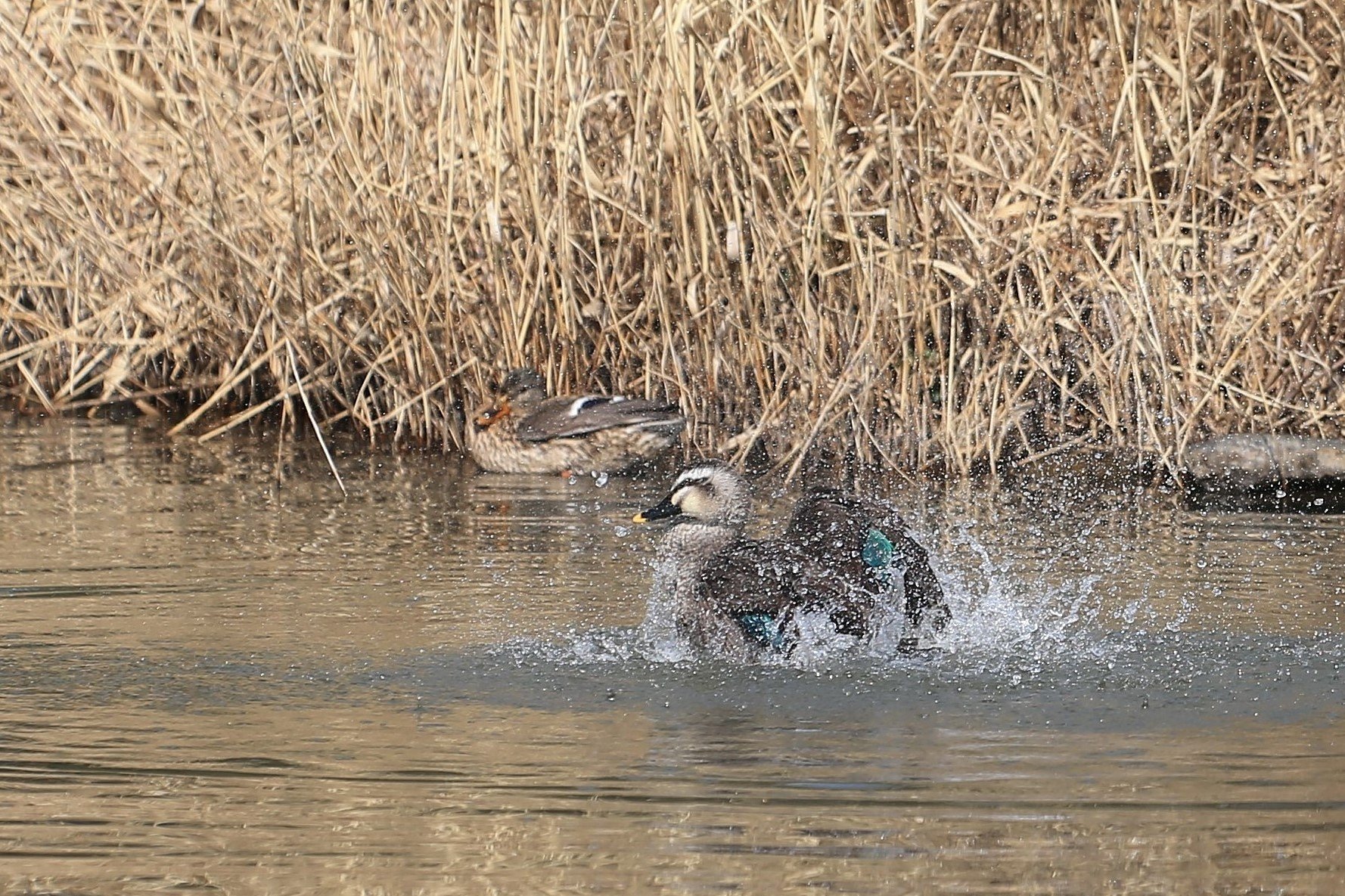 春の飛沫
