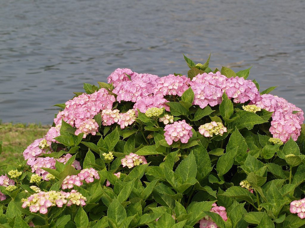 紫陽花